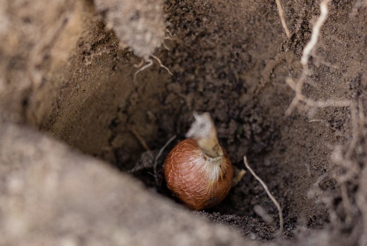 Zuurstoffen planten