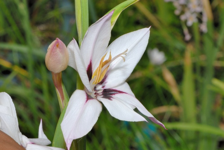 Acidantera - planten en verzorgen in het open veld. Het kweken van zuurstoffen uit zaden, reproductiemethoden. Beschrijving, soorten. Foto