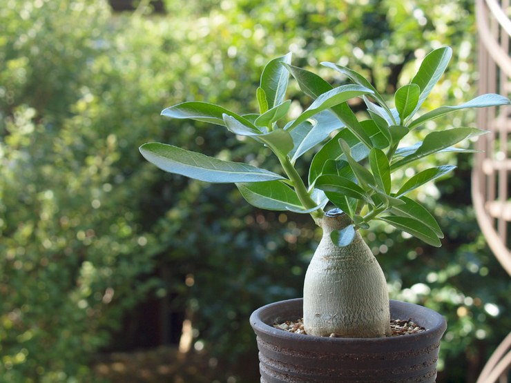 Opieka domowa dla adenium