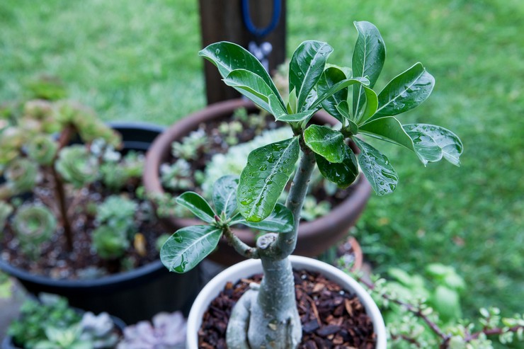 Woda adenium regularnie z osiadłą wodą, niezbyt niska temperatura