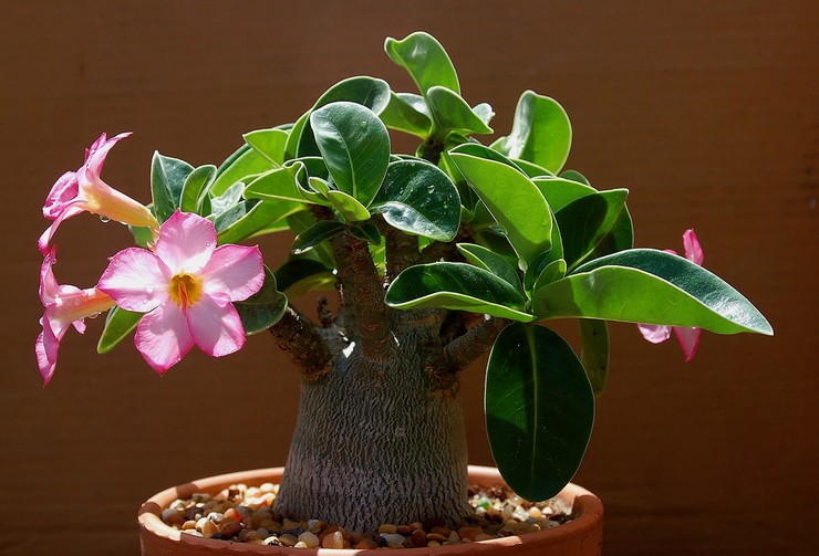 Adenium - opieka domowa. Uprawa adenium, przesadzanie i rozmnażanie. Opis, rodzaje. Zdjęcie