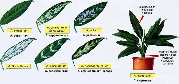 Aglaonema has many oblong leaves, usually no more than 15 centimeters in length, and the plant itself rarely reaches 70 centimeters in height. The color of the leaves in different species can be significantly different