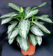 When growing at home, Aglaonema needs well-drained soil with the addition of rippers (coconut fiber, perlite, sphagnum moss, vermiculite, and so on). Make your own soil for agla
