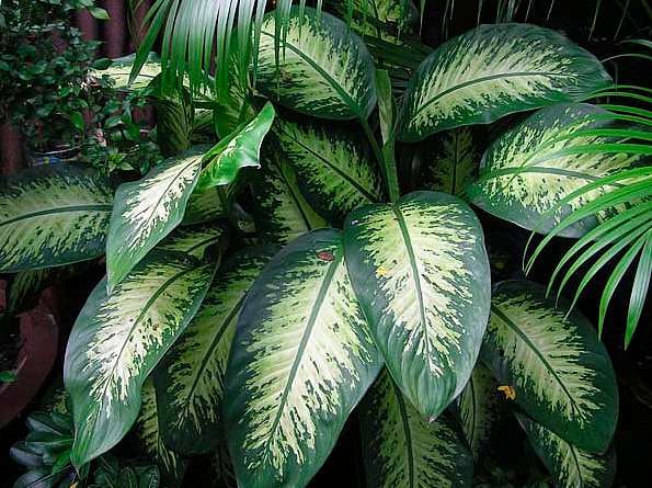 The most optimal temperature for uniform growth of aglaonema is 23-25 ​​degrees. The temperature should never drop below 17 degrees, otherwise the plant may die suddenly. T