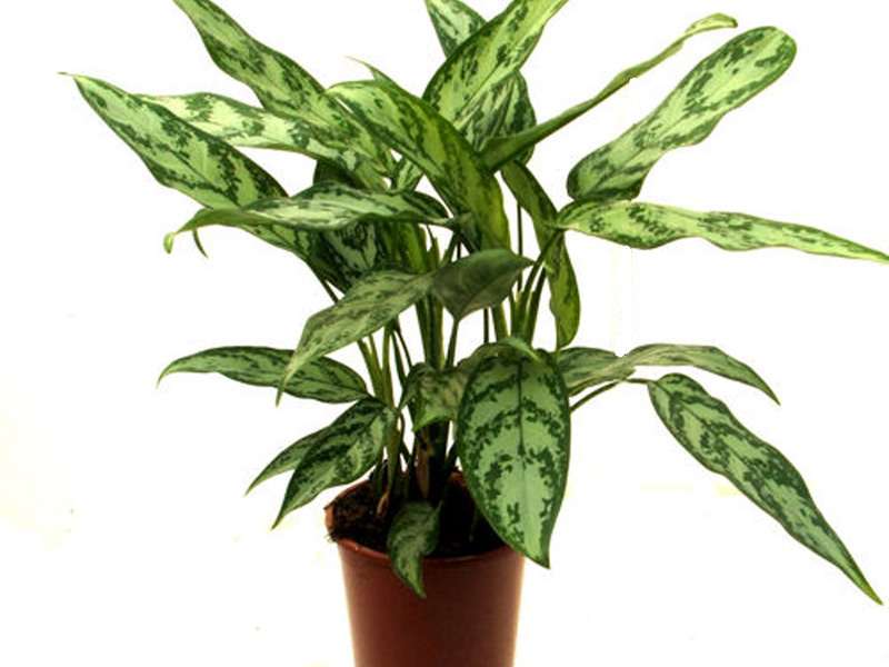 Watering aglaonema when grown at home should be moderate and frequent, however, an excess of moisture in the soil can lead to root rot. To prevent this kind of trouble from happening, you need a good one