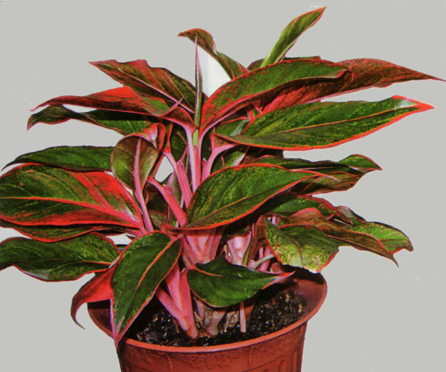 Aglaonema: home care. Photo and description