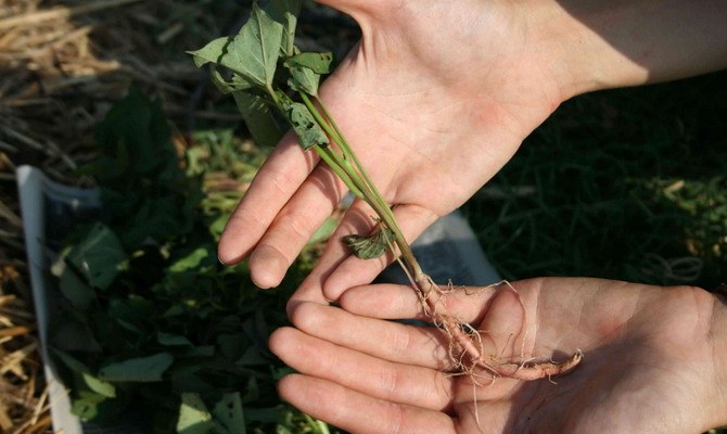 Sweet potato planting rules