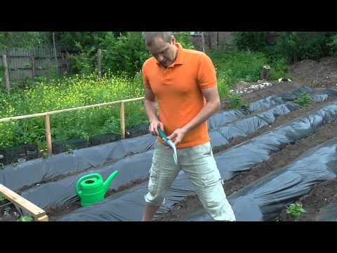 Planting sweet potatoes in the ridges