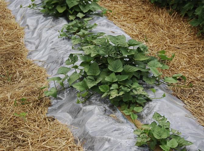 Agricultural technology of sweet potato in the middle lane: garden bed and planting