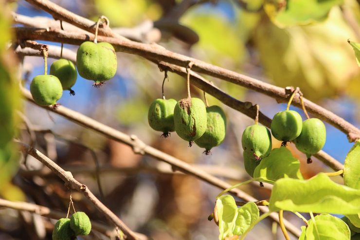 Actinidia snoeien