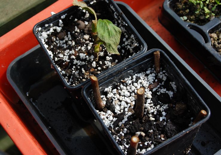 Reproductie van actinidia