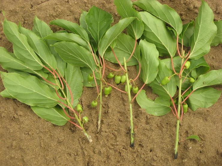 Stekken van actinidia