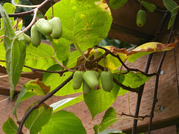 Ziekten en plagen van actinidia