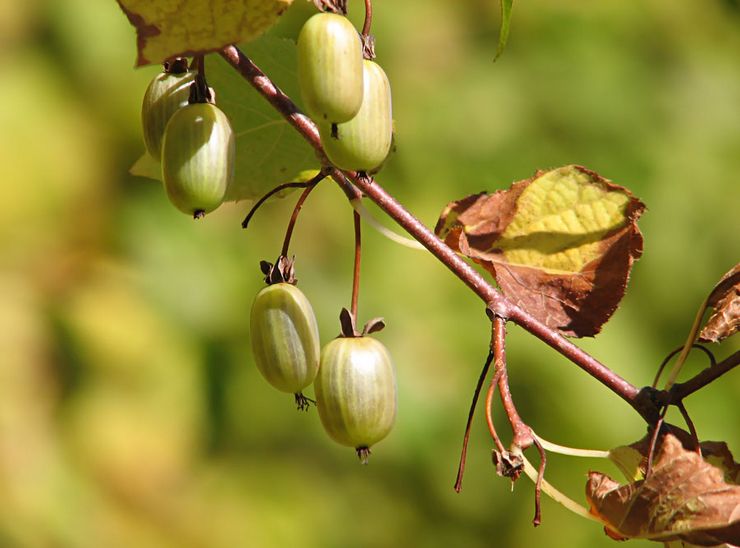 Actinidia-plagen