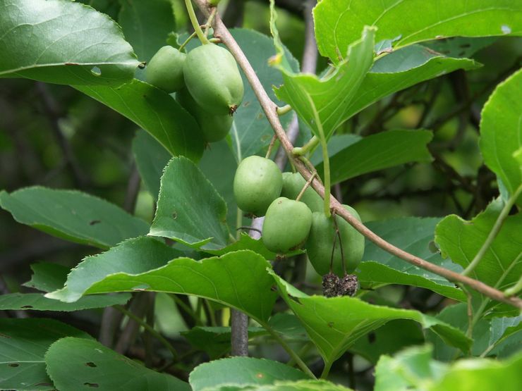 Actinidia argument