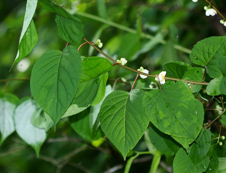 Actinidia polygamie