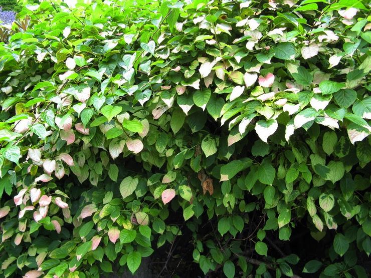 Beschrijving van actinidia