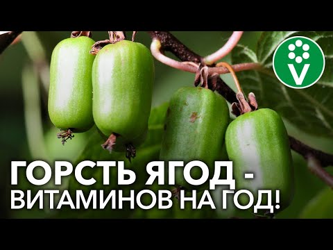 ACTINIDIA COLOMIKTA - bes met kiwi en ananassmaak in de tuin! Alles over het kweken van actinidia