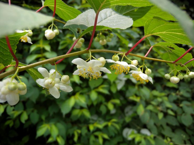 Verschillen tussen vrouwelijke actinidia en mannelijke