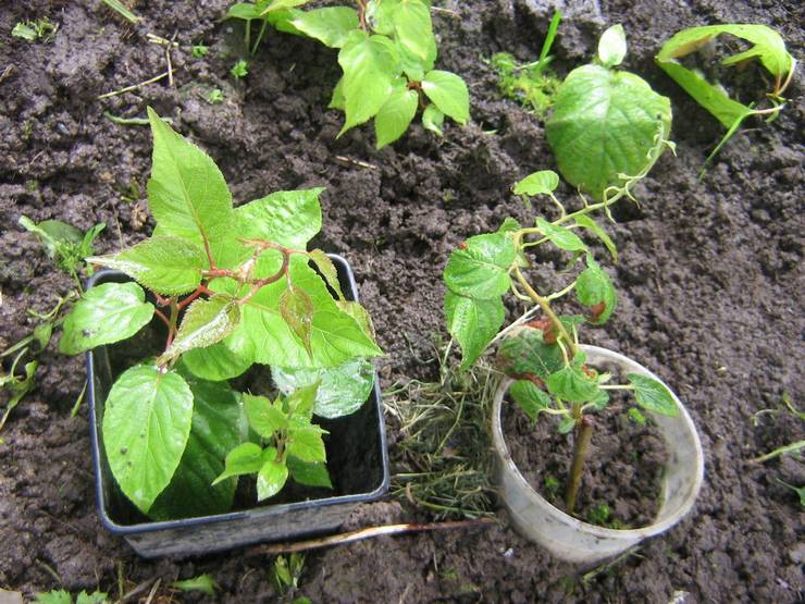 Actinidia planten in de volle grond