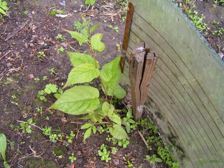 Actinidia planten in de herfst