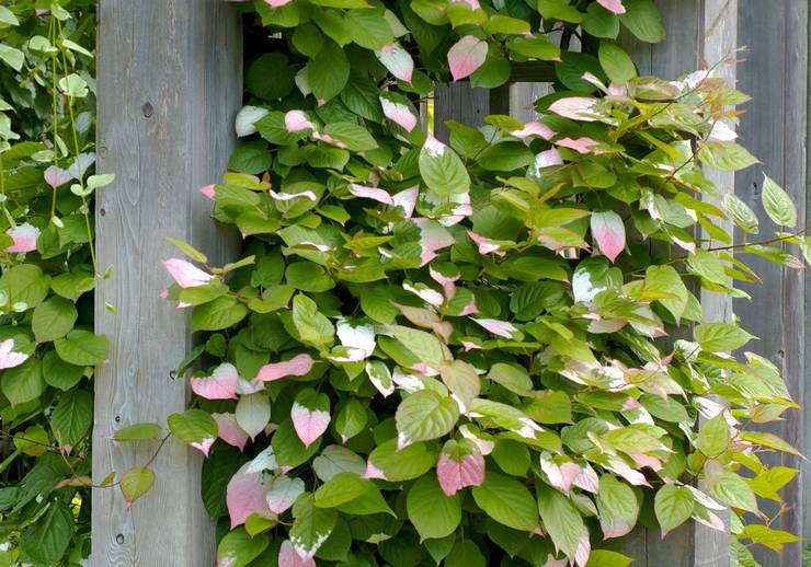 Actinidia zorg