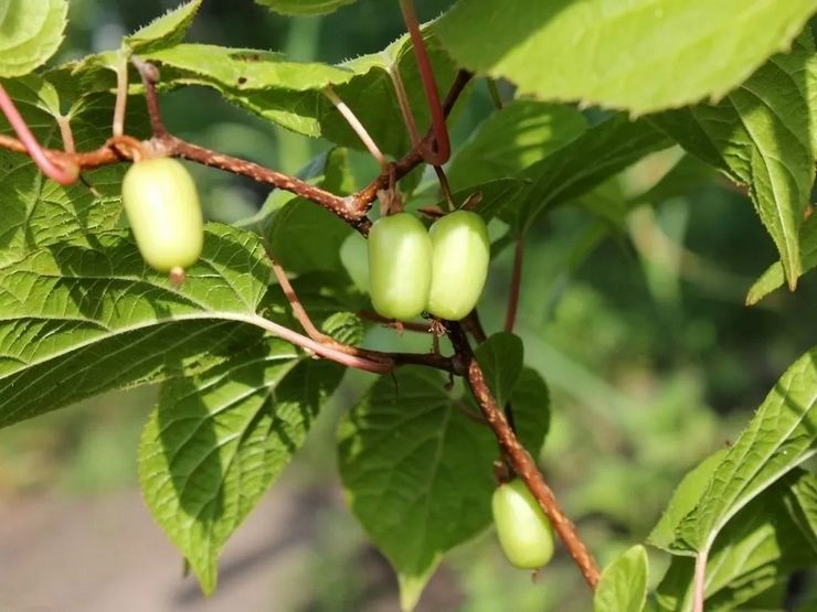 Actinidia-plant