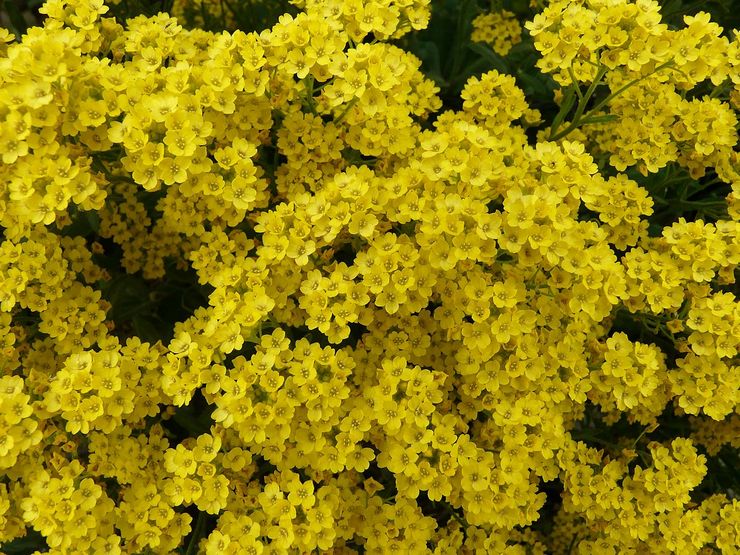 Rots alyssum