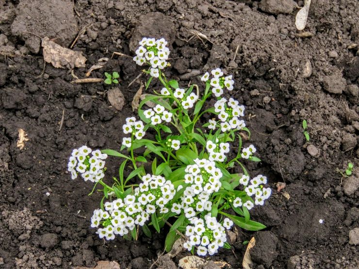 Alyssum planten in de volle grond