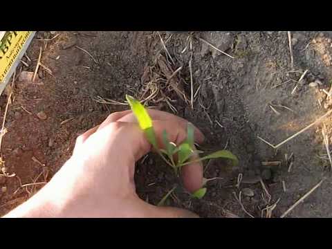 Lobularia (Alyssum). Open grond transplantatie