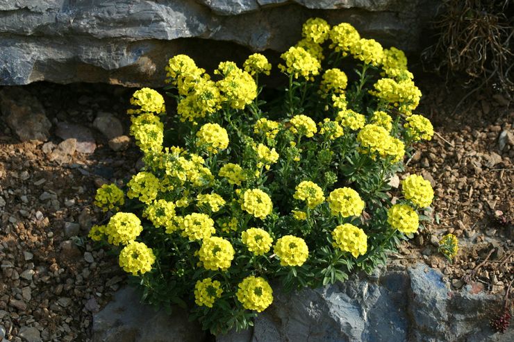 Zorgen voor alyssum in de tuin