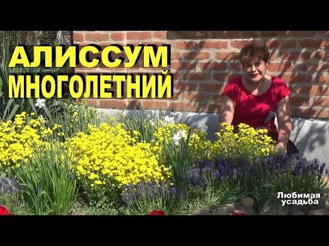 Alyssum vaste plant met gele bloemen Groeien, verzorgen, kenmerken