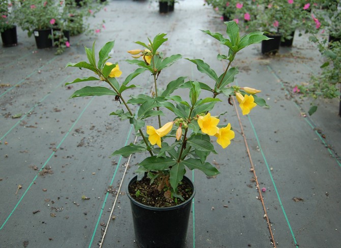 Reproductie van allamanda