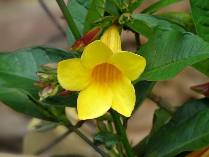 Allamanda - thuiszorg. Allamand teelt, transplantatie en reproductie. Beschrijving, soorten. Foto