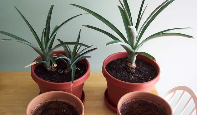 1-2 days before planting, it is necessary to spill the soil with boiling water
