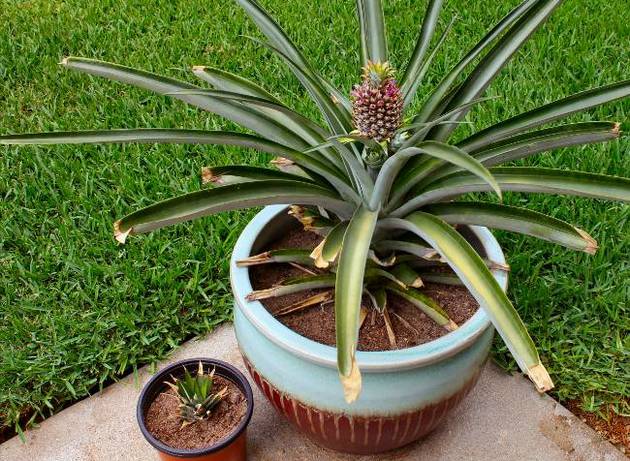 Pineapple care