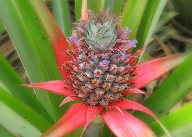 A pineapple