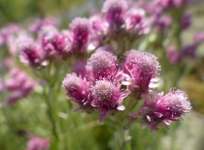 Antennaria - kattenpoot: een bloem verzorgen en laten groeien