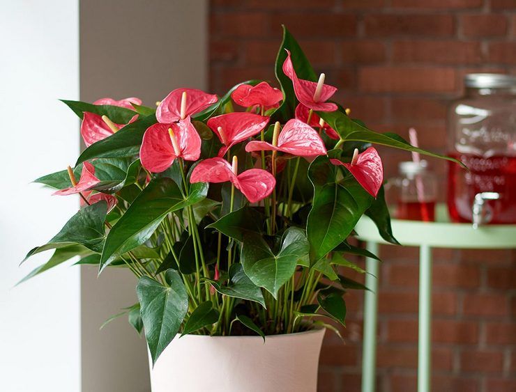 Anthurium verzorging aan huis