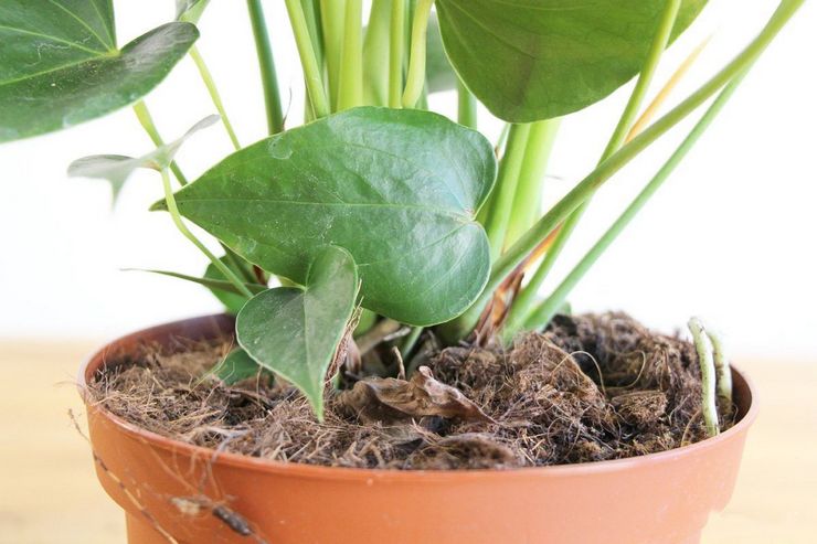 Reproductie van anthurium