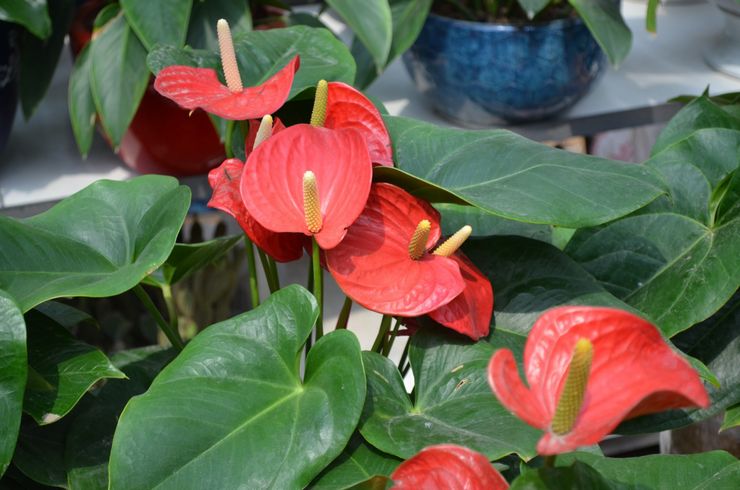 Anthurium André