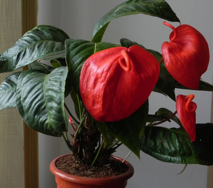 Scherzer Anthurium