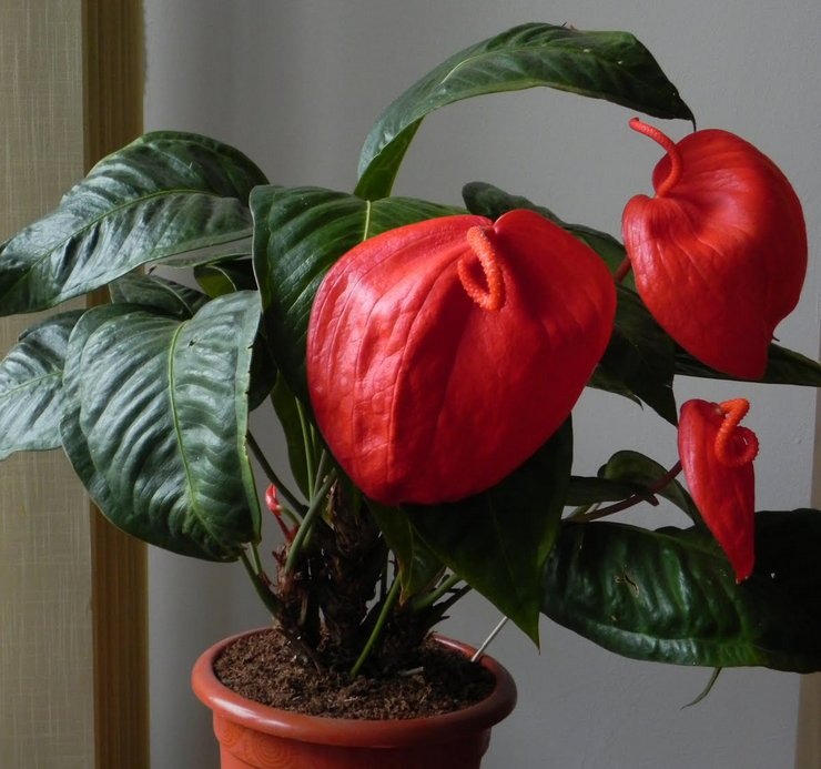 Scherzer anthurium thuis verzorgen