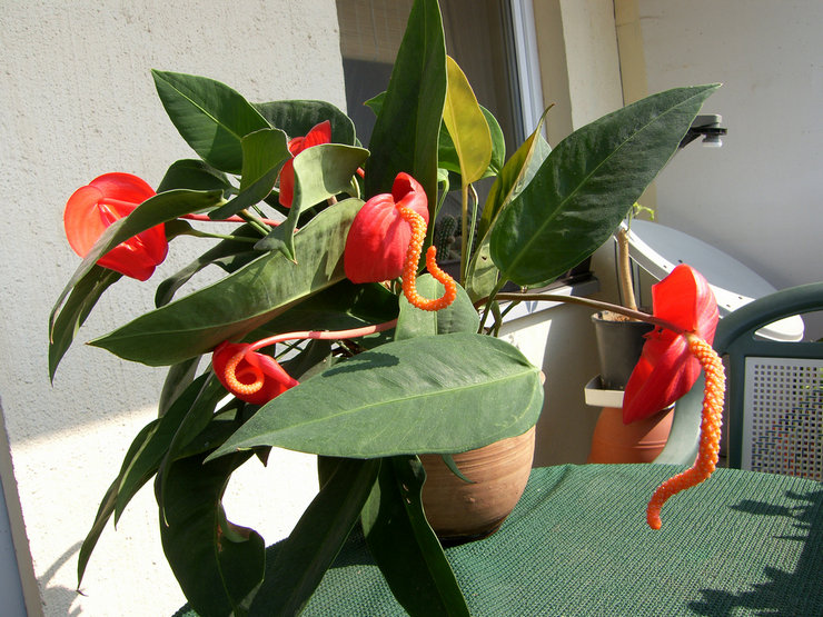 Het is noodzakelijk om de anthurium regelmatig water te geven, maar pas nadat de grond is opgedroogd