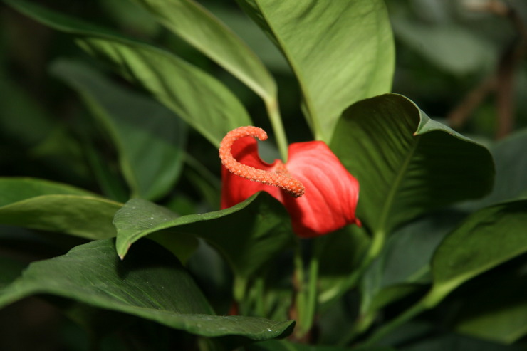 Anthurium Scherzer - thuiszorg. Teelt van anthurium scherzer, transplantatie en reproductie. Beschrijving. Foto