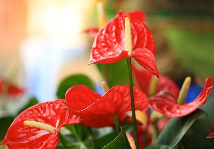 Anthurium