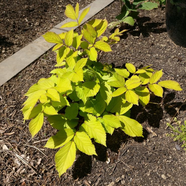 Aralia planten in de volle grond