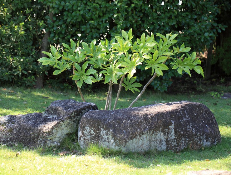 Aralia verzorgen in de tuin