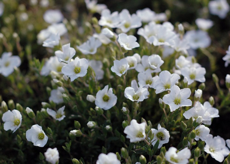 Arenaria (gerbil) - planten en verzorgen in het open veld. Groeiende arenaria uit zaden, reproductiemethoden. Beschrijving, soorten. Foto