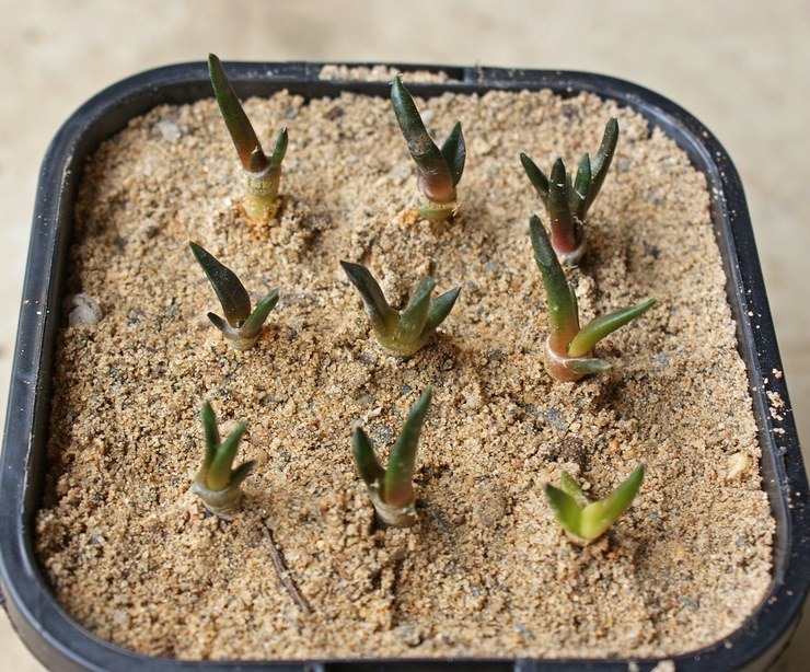 Reproductie van ariocarpus